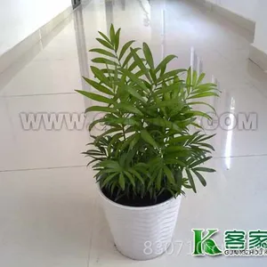 供应绿化苗木租摆绿植树木出租广州租花优惠