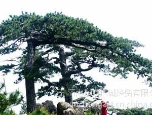 ��Ӧ�������ڷ���������ֲ���� ���������������װ