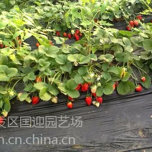 2016河北脱毒红颜草莓苗价格/2016河北组培红颜草莓苗价格