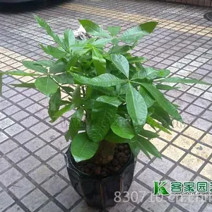 供应白云区绿植花卉租赁出租海珠区租花天河植物租摆越秀租花