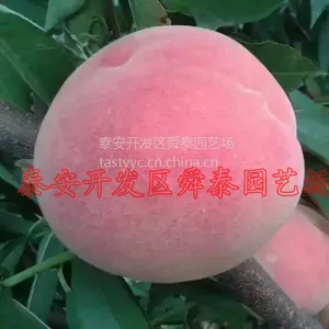 供应桃树苗 嫁接品种 映霜红 中华寿桃 泰肥一号 春雪桃树苗 0.7-5公分 货源充足