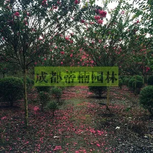 紫薇盆景 红叶紫薇 紫薇种植 紫薇花苗 紫薇种植