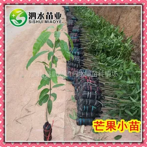 供应凯特芒果苗 凯特芒果树苗 芒果嫁接种苗 品质*** 晚熟新品种