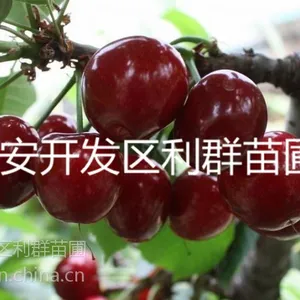 供应黑珍珠樱桃苗 黑珍珠樱桃树苗 黑珍珠樱桃树树苗 黑珍珠樱桃树