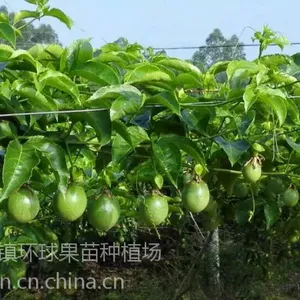 供应台湾百花果苗又称鸡蛋果 西番莲 果汁***