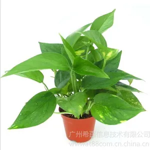 供应(A90)花叶绿萝,高度:26~30 冠幅:20~26cm适宜温度:≥5℃较耐寒