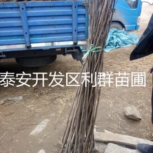 柿子树苗 柿子树苗价格 柿子苗基地