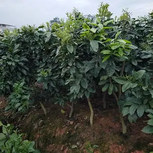 云南适宜种植的红肉蜜柚苗,红肉柚子苗