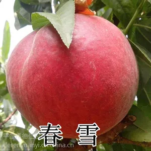 山东平度大泽山 嫁接早熟春雪桃树苗 南方北方大棚种植 新品种果树苗木