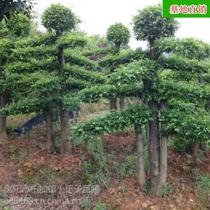 苗圃直销 造型榆树古桩 绿化 树形优美 精品榆树桩苗木