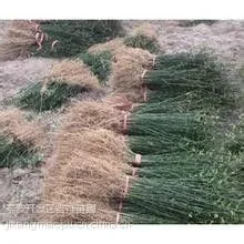 哪里有一年生的枸橘苗,嫁接柑橘用的枸橘苗,枸橘苗基地