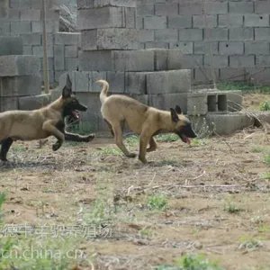 宁波哪里养殖马犬 马犬哪里有
