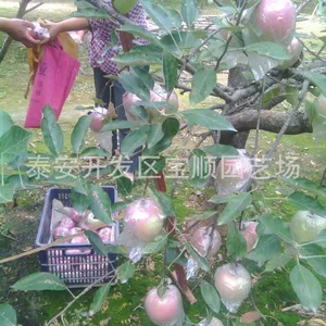 直销苹果树苗 红富士苹果树苗 烟台红富士苗 水果苗 香脆可口 果