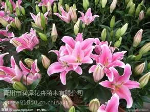 漂亮的【山东青州香水百合种植基地】