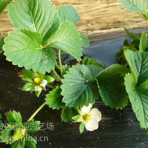 新疆适合种桃熏草莓苗吗/新疆可以栽草莓苗吗