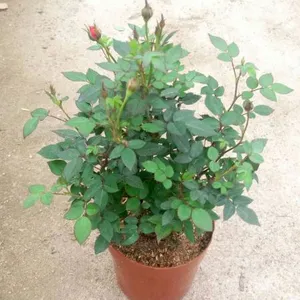 广州小盆栽批发 室内观赏开花植物情人节盆栽花卉140#小玫瑰花批发