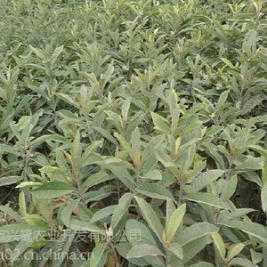 宁夏枇杷树苗产量,宁夏枇杷树苗供应,宁夏枇杷树苗批发