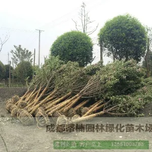 10公分垂丝海棠 垂丝海棠树苗 垂丝海棠种植 3公分垂丝海棠