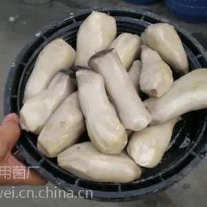 河北供应盐渍杏鲍菇，切条，切片，切块。常年供应。