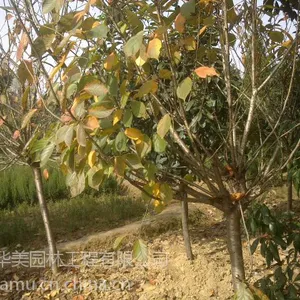 �����۸�1��������۸�2��������۸�3����鵼۸�50���ָ���鵼۸�