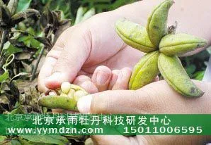 牡丹种子厂家直销