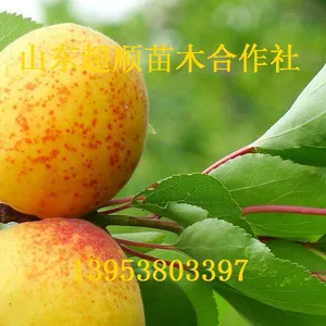 晚香蜜杏树苗 金奥林杏树小苗