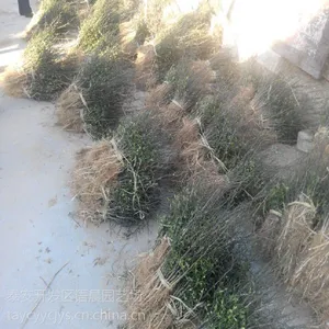 长期出售各种规格枸橘苗 出售枳壳树苗