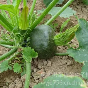 ��Ӧ������������«����/������������«����/ī��ɫ����«����