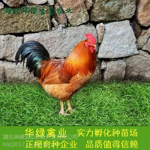 鸡苗批发红毛公鸡苗麻鸡苗土鸡苗黑土鸡苗小脚土鸡苗