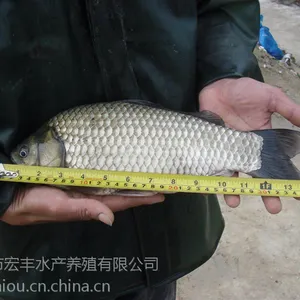 广州市宏丰水产珠海基地供应丰产鲫鱼苗
