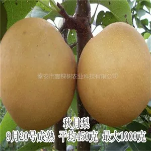 秋月梨 大量供应当年秋月梨树苗