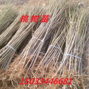出售河北桃树苗