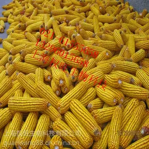 厂家直销餐饮***大量批发甘汁园玉米淀粉生粉20kg袋装