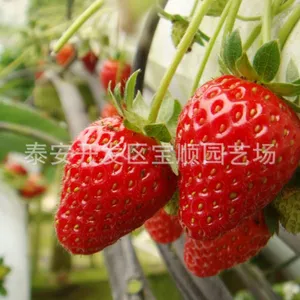广东果树苗批发 哪里卖草莓苗 适合南方种植的草莓品种