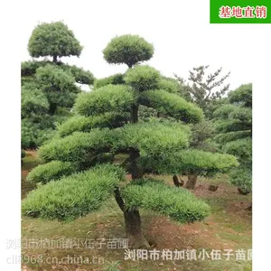批发造型罗汉松 供应园林绿化工程 庭院绿化苗木苗农种植基地直销