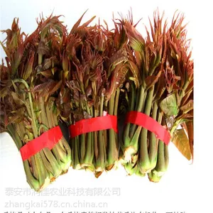 泰安润佳农业大量供应大棚香椿芽菜 价格优惠