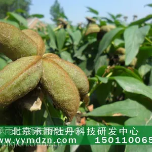 出油***的牡丹种子厂家直销