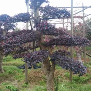 湖南红花继木价格造型红继木桩盆景