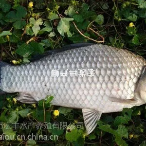 广州市宏丰水产养殖有限公司珠海基地供应宏丰牌丰产鲫鱼苗