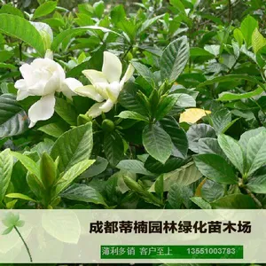 成都苗木基地供应小栀子 成都小栀子价格 成都小栀子苗木基地