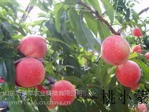 怎么能买到正宗的蒙阴蜜桃_桃小蒙蒙阴蜜桃的水蜜桃