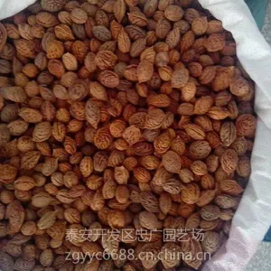 出售桃核,今年桃胡价格,山东桃胡批发价,桃树种子