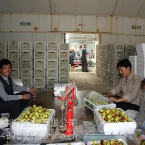 安徽淮南市水果蔬菜保鲜库厂家建设