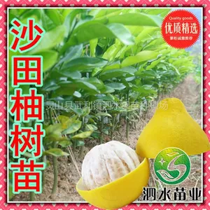 供应广西特产 柚肉甜润多汁 沙田柚嫁接种苗 盆栽绿化果树苗木批发
