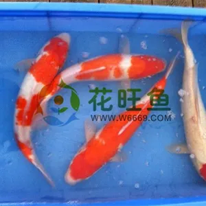 供应精品红白锦鲤大正锦鲤适合家庭鱼缸鱼池养送礼佳品
