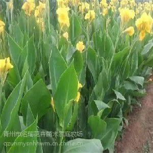 ʯ������˽� רҵ�����˽��г��۸�