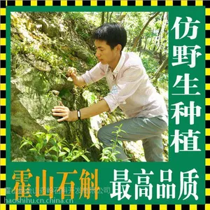 霍山石斛公司加农户大量批发铁皮石斛枫斗价格优质量高