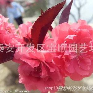 大量供应2--3cm红叶碧桃、龙柱碧桃 碧桃图片 山东红叶碧桃基地
