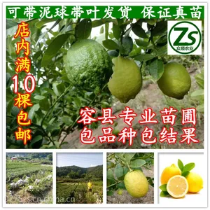 柠檬树苗 嫁接香水柠檬果树苗 尤力克青柠檬果树苗南方庭院众顺农业