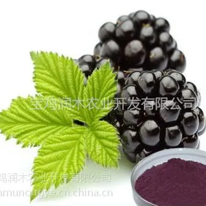 润木供应黑莓提取物黑莓果粉